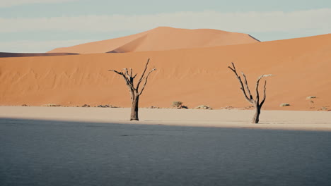 dead trees in the namib desert