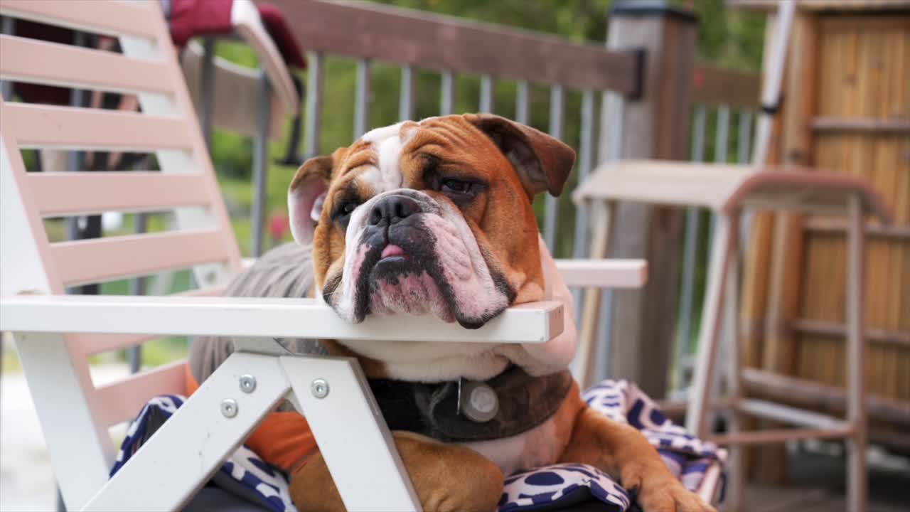 el cachorro de bulldog inglés se sienta cansado en una silla de playa en la cabaña