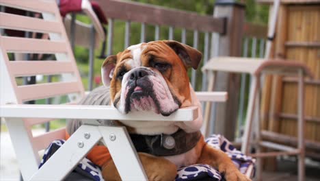 english bulldog puppy sits tired on a beach chair at the cottage