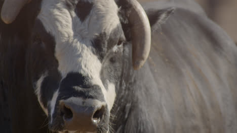 Bull-Mira-Mientras-Sopla-Vapor-Por-Las-Fosas-Nasales-En-Un-Frío-Día-De-Invierno-En-Las-Tierras-De-Cultivo-De-Texas