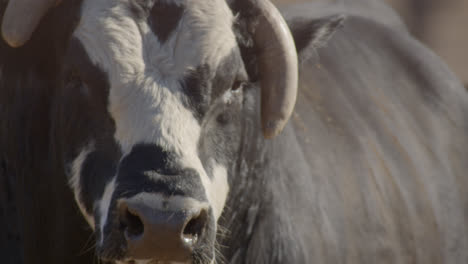 bull stares while blowing steam out nostrils on a cold winter day in texas farmland