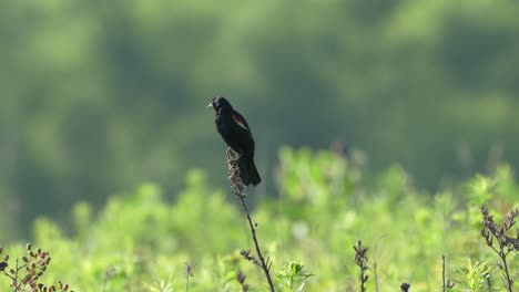 a red winged blackbird perched on a weed stalk and singing in the morning light