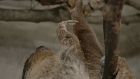 un perezoso de dos dedos colgando de un árbol cerca de la cámara cinematográfica a cámara lenta