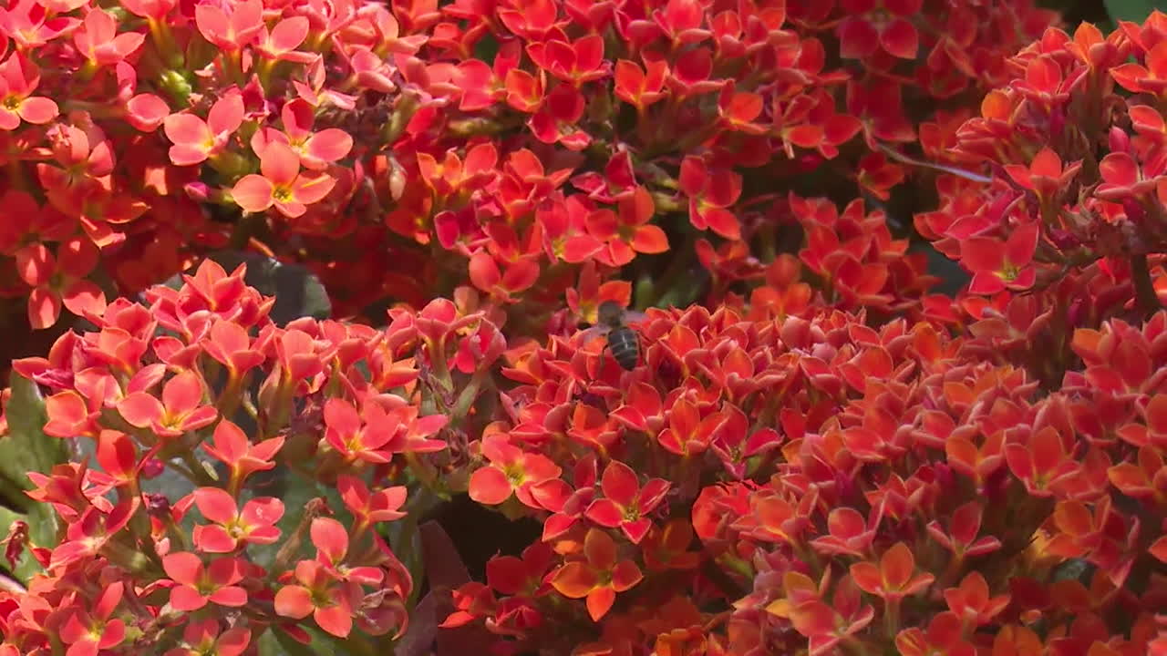 Close-up of vibrant red flowers