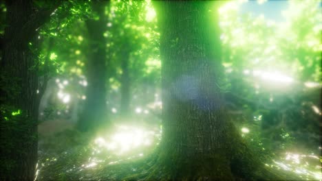 morning in the misty spring forest with sun rays