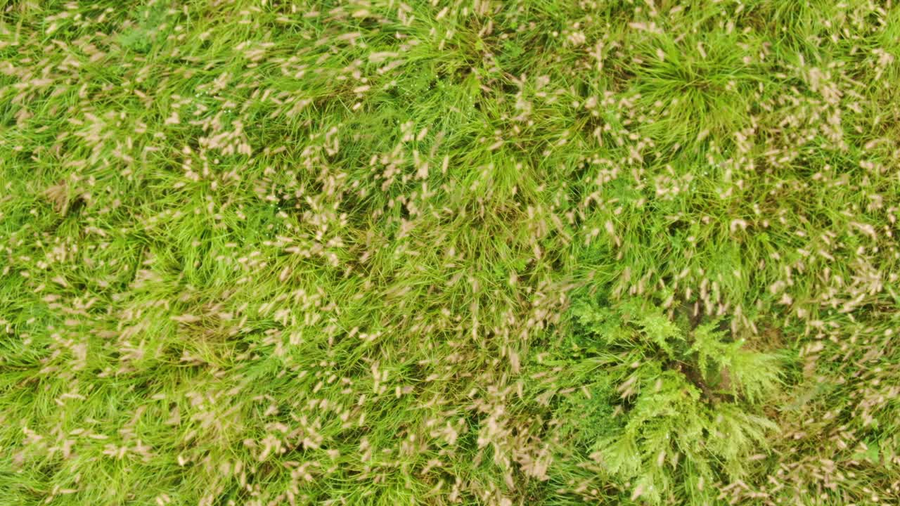 un tranquilo bosque de juncos a principios de otoño