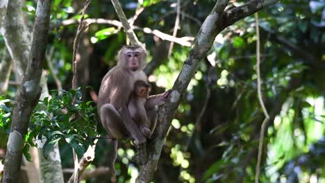 el macaco de cola de cerdo del norte es un primate comúnmente encontrado en el parque nacional de khao yai aunque es una especie vulnerable.