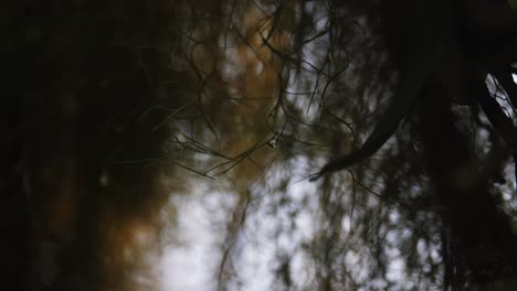 gota de agua colgando de un denso grupo de plantas forestales, vista de cámara orbital