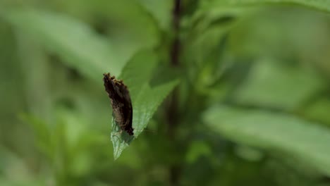 mariposa marrón con patas de cepillo parada sobre una hoja y volando después de un tiempo