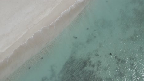 Many-Green-Sea-turtles-copulating-and-swimming-In-blue-transparent-water-Indic-Ocean,-Exmouth-Western-Australia-Top-view-aerial-shot