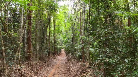 a steady camera moves forward along a dirt hiking path through dense, lush rainforest, with natural daylight filtering through the green canopy overhead