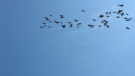 naturaleza respetuosa con el medio ambiente. una gran bandada de pájaros voladores en el fondo del bucle del cielo.
