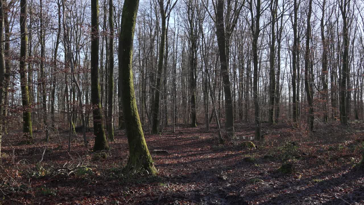 Foresta di alberi spogli in Francia, paesaggio naturale tra la fine dell'autunno e l'inizio dell'inverno