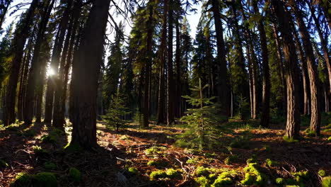 sunbeams through a pine forest