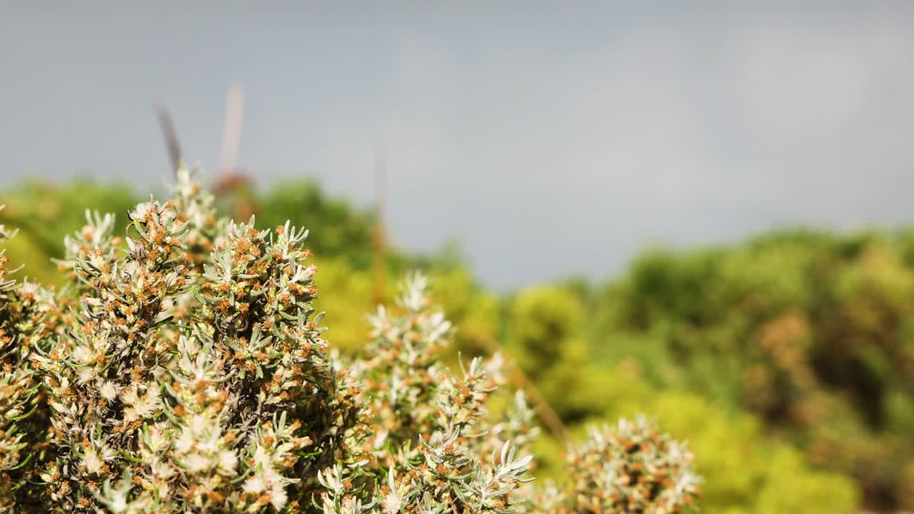 крупный план кустарников с размытым фоном