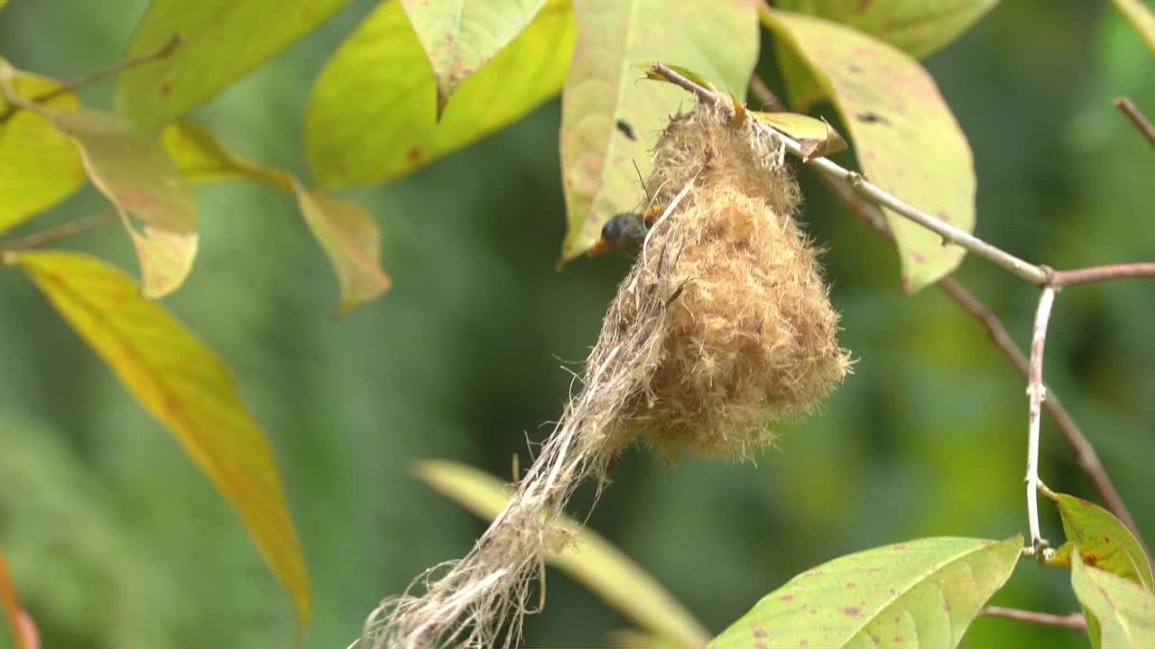 cabe bunga bird or orange bellied flowerpecker bird with her baby on the nest
