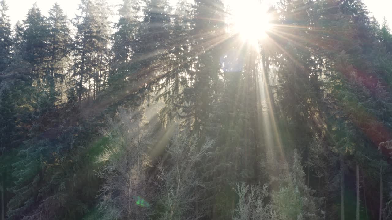 Drone captures a frosty forest with light shimmering through the branches