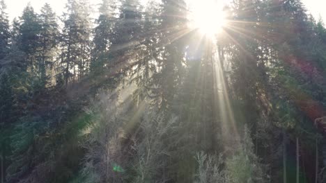 drone captures a frosty forest with light shimmering through the branches