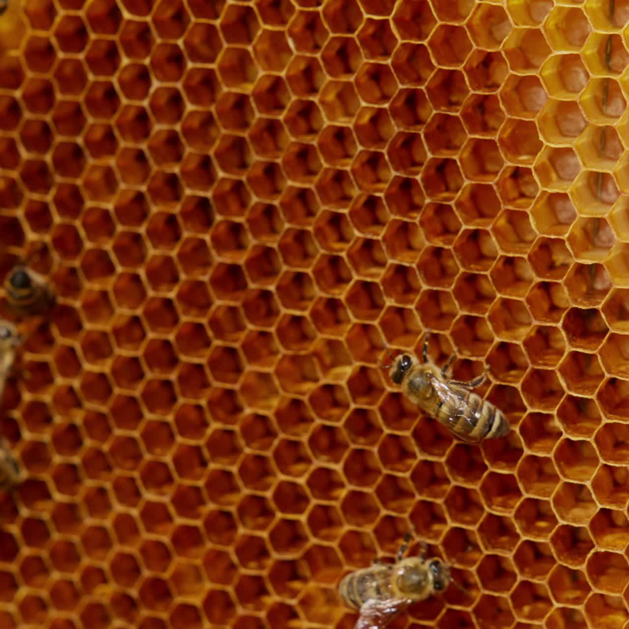Some worker bees crawling around the empty wax cells. Hardworking insects creating the honeycombs. Close up