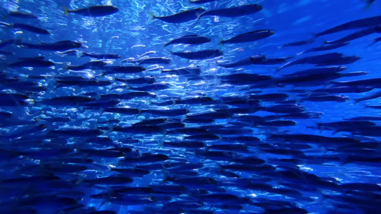 A large school of fish swims gracefully in a vibrant underwater scene at a Tokyo aquarium