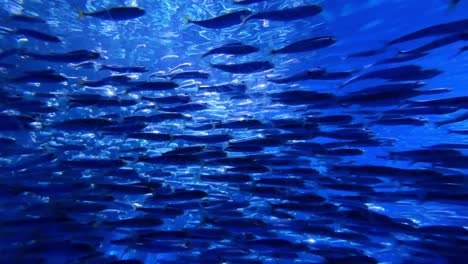 a large school of fish swims gracefully in a vibrant underwater scene at a tokyo aquarium