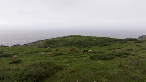 vacas pastando en las colinas costeras