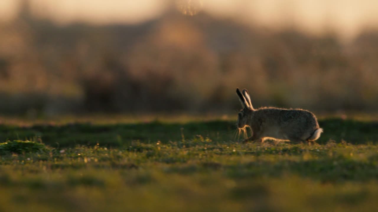 Brown Hare in a Meadow at Sunset