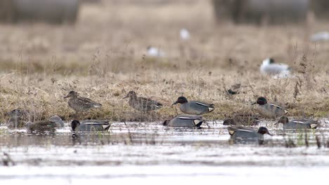 eurasian wigeon flock swimming in flooded meadow during spring migration