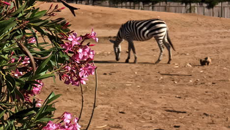 a zebra grazes in a dry enclosure with bright pink flowers in the foreground on a sunny day