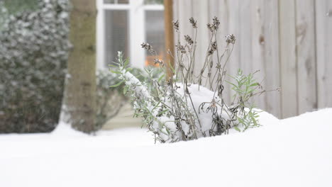 lavender plant in the snow with snow fluries