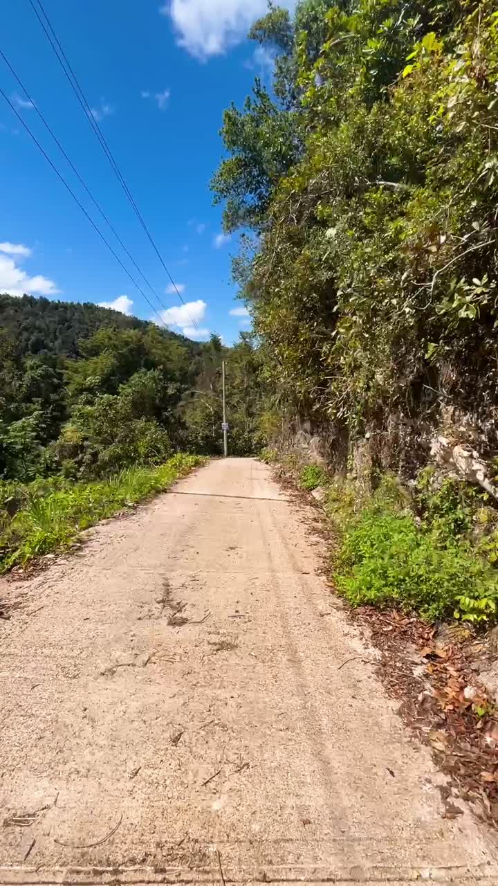 숲을 가로지르는 시골 도로