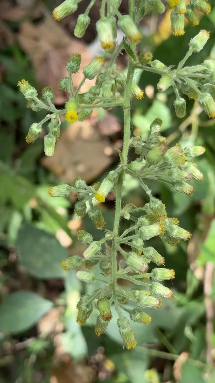 Primo piano di boccioli di fiori selvatici su uno stelo verde nella natura