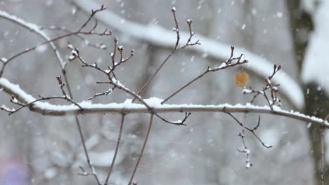 tree branches on the background of snowfall. flakes of snow falling down winter landscape.