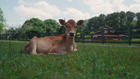 Vaca-Puesta-En-Un-Prado-De-Hierba-Verde-En-Una-Granja-Rural-Durante-Un-Día-Soleado-Protegido-Por-Una-Valla-De-Madera
