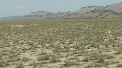 two goitered gazelle antelopes migrating through arid steppe plain