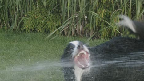 an australian shepherd plays with a water-jet in the garden