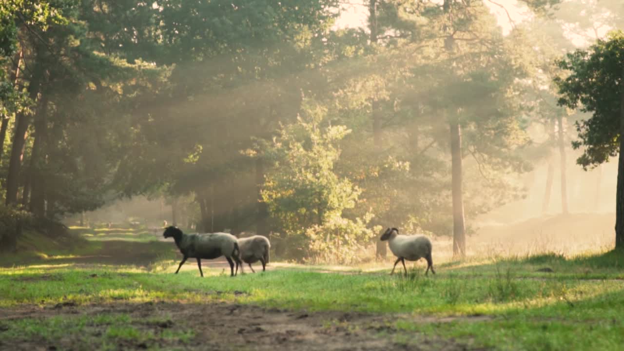 해가 뜨는 동안 안개 숲 에 있는 양 들