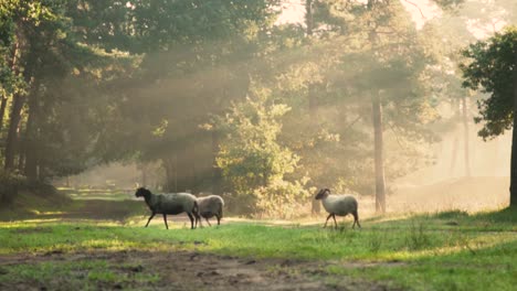 ovejas en un bosque de niebla al amanecer