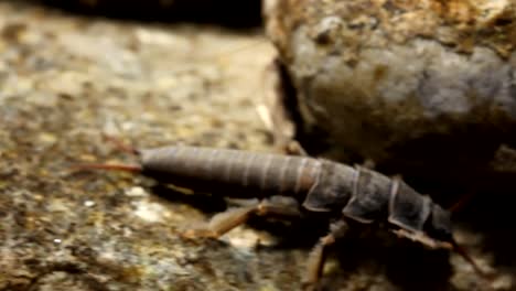 salmonfly nymph crawling on a rock on the stream bottom