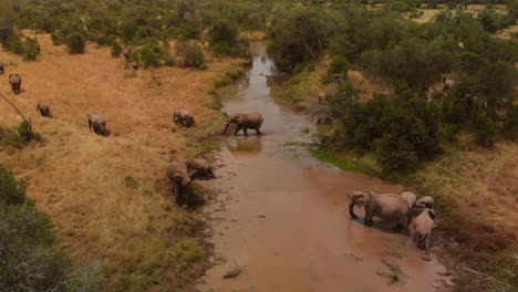 Una-Manada-De-Elefantes-Cruzando-Un-Río-En-Ol-Pejeta,-Kenia