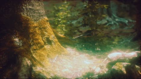 wilderness landscape forest with trees and moss on rocks