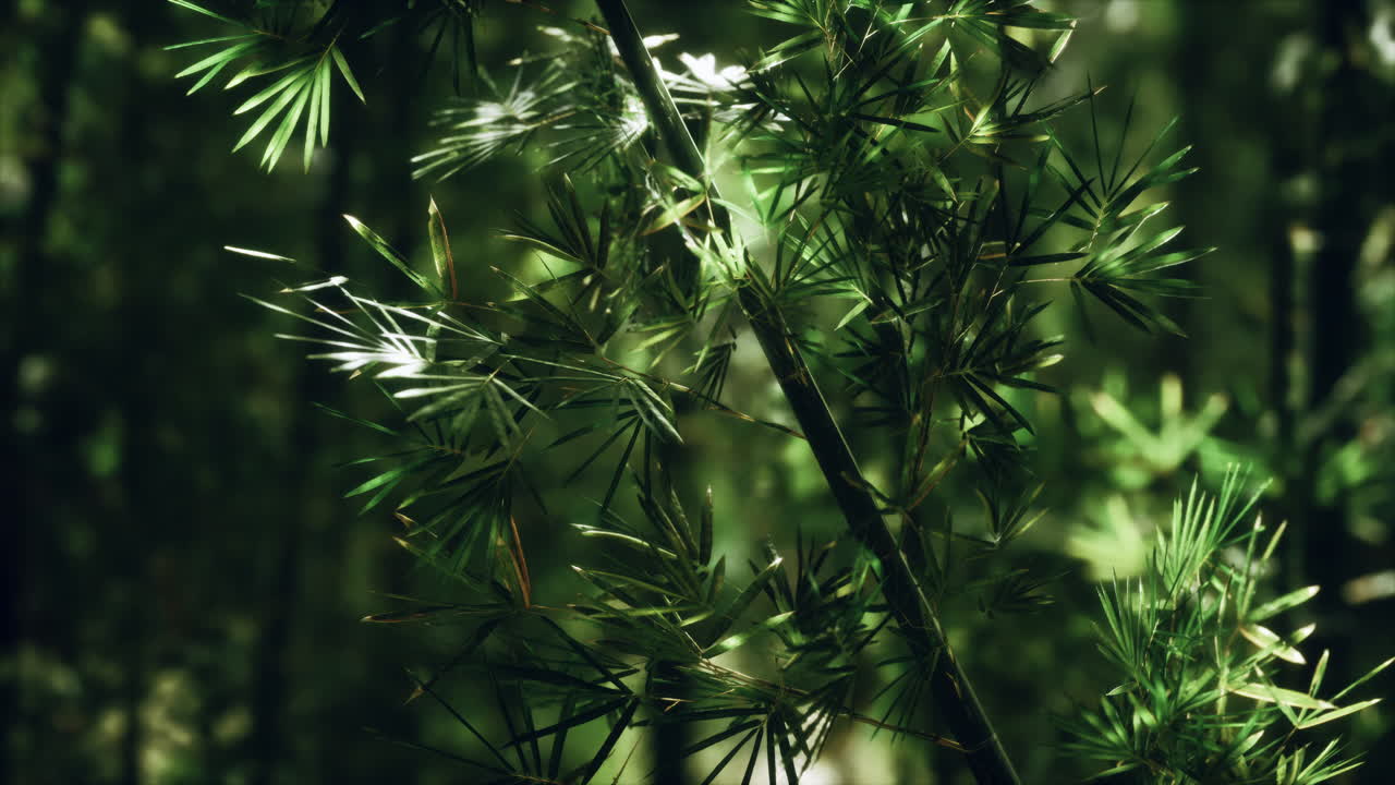 el bosque de bambú verde en hawai