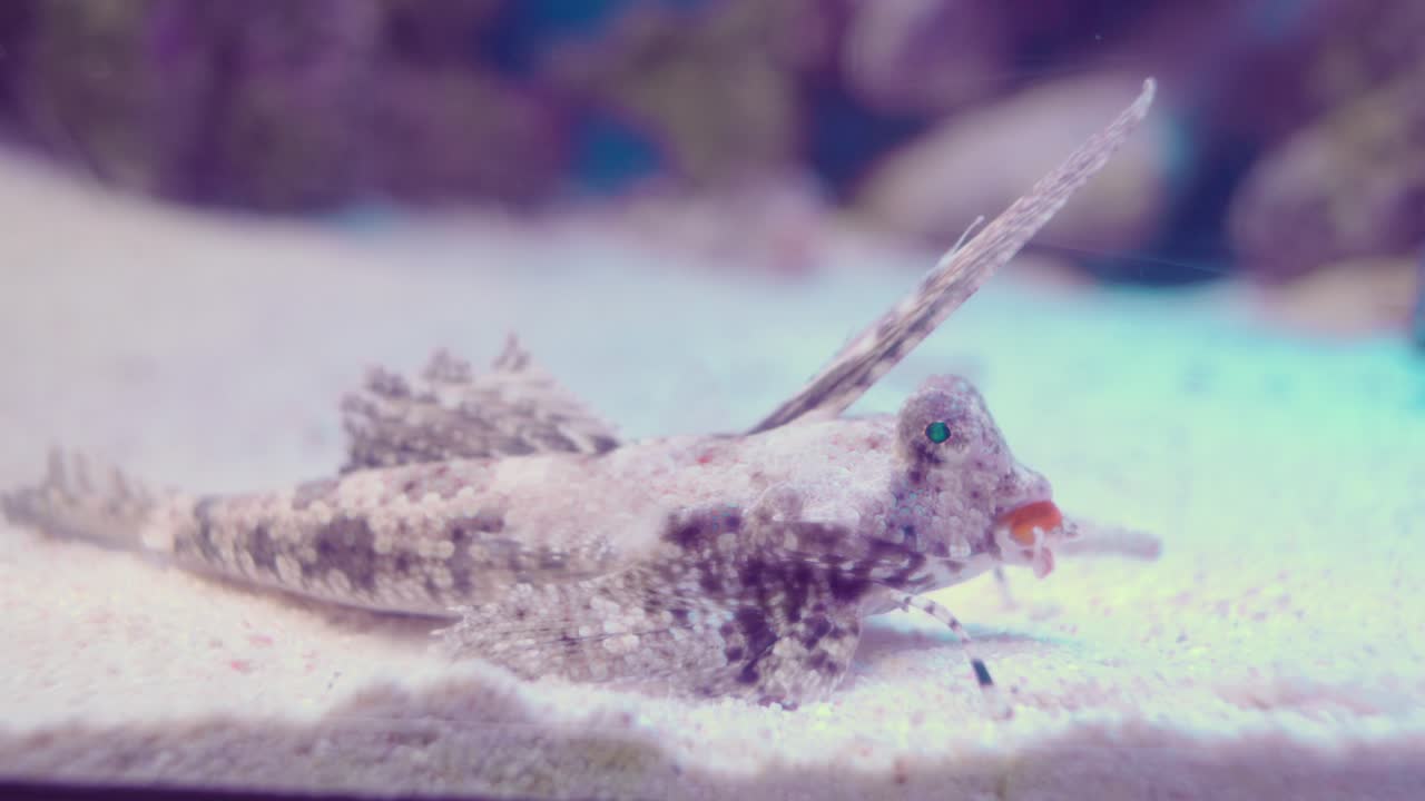 dragonet dedos arrastrándose sobre la arena blanca dentro del acuario en numazu, japón