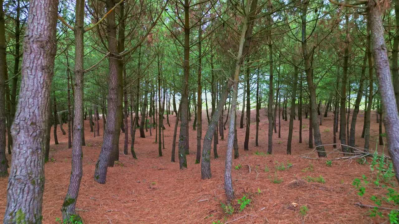 Drone flying through pine forest in Saint-Brevin-les-Pins, France, tall pine trees and forest floor covered in brown needles. Aerial at low altitude