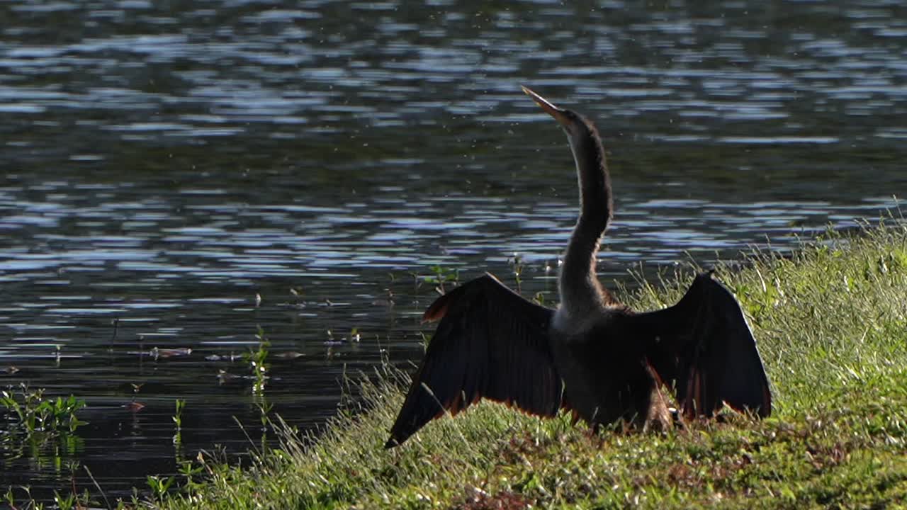 Bugs flying around an anhinga