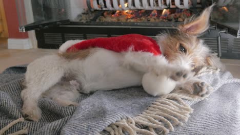 wire haired jack russell terrier puppy chews on a santa hat in 4k