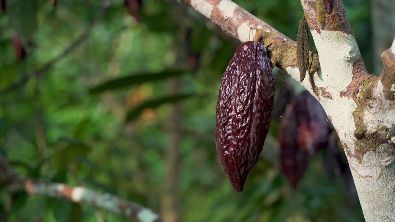 cerca de granos de cacao maduros marrones que crecen en árboles tropicales en ecuador, 4k prores