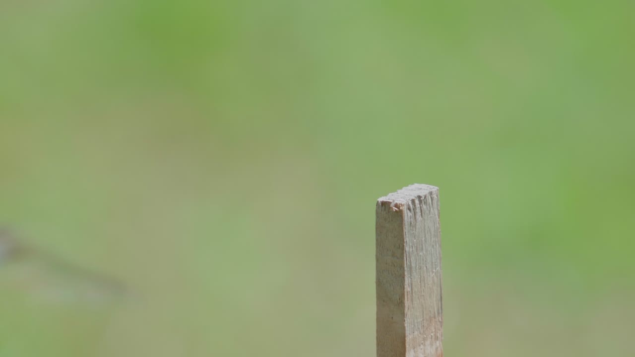 Libellula che atterra su un palo di legno su uno sfondo naturale verde e liscio.