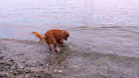 un joven perro juguetón saltando por el agua persiguiendo piedras arrojadas por su dueño