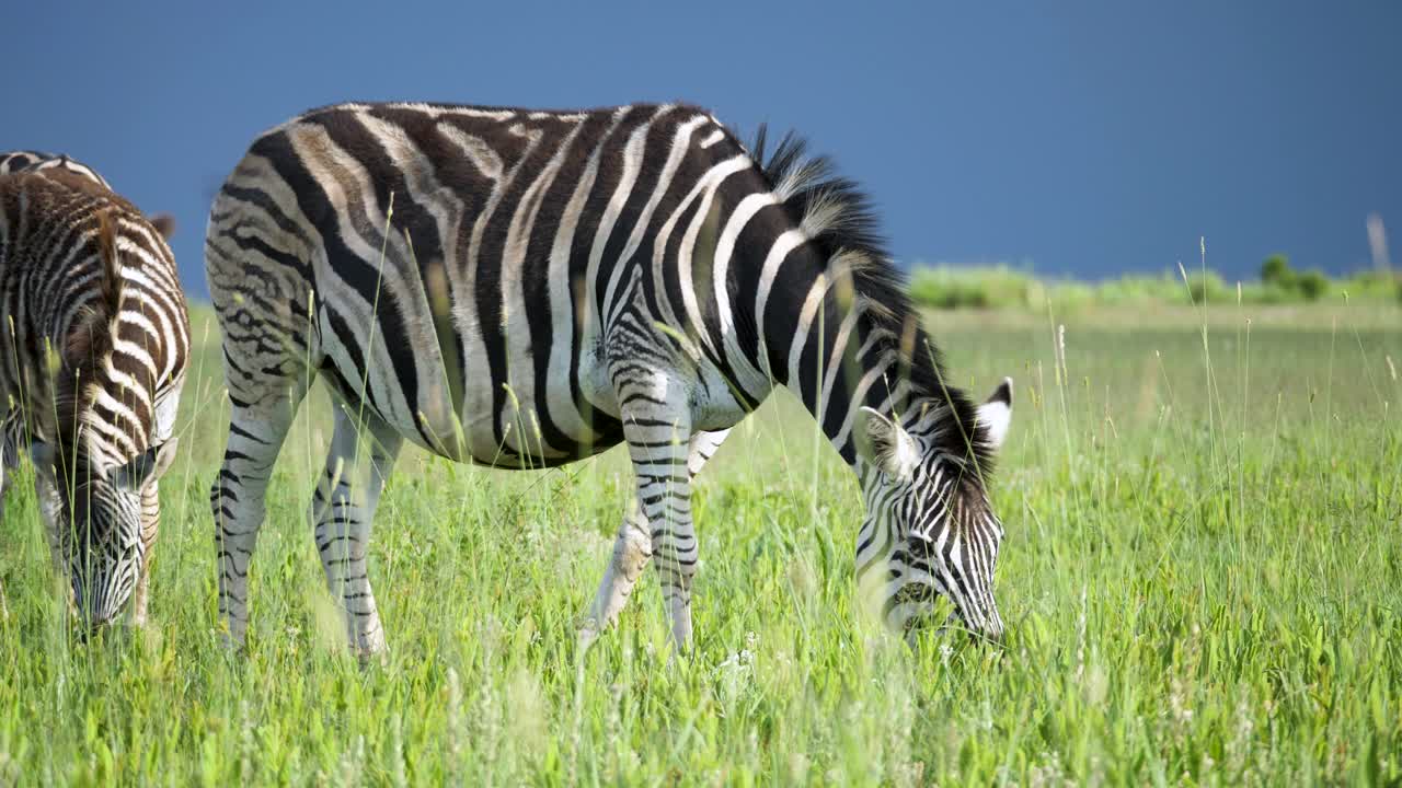 African Savanna Landscape with Wild Zebras Grazing in Grassland